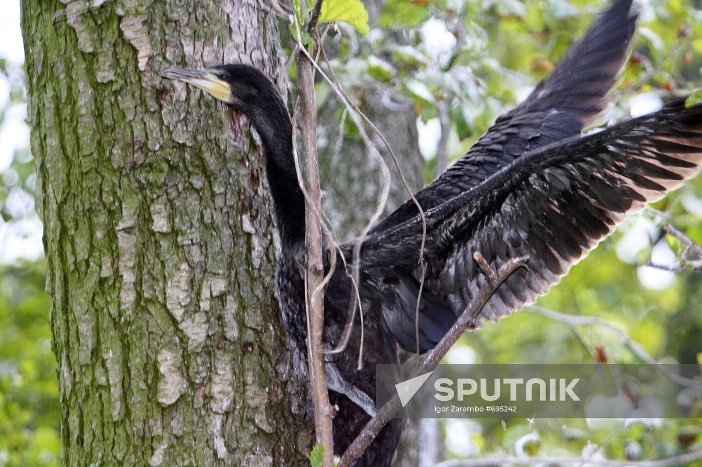 Cormorant on Red List of Endangered Species of Russia