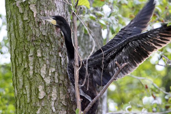 Cormorant on Red List of Endangered Species of Russia