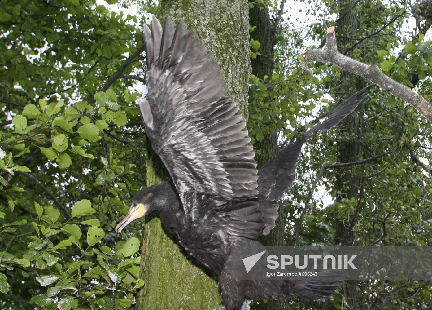 Cormorant on Red List of Endangered Species of Russia