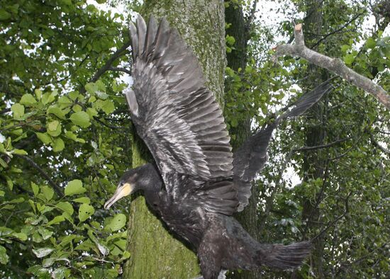 Cormorant on Red List of Endangered Species of Russia