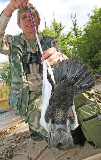 Ornithologist from Kant University weighs a cormorant