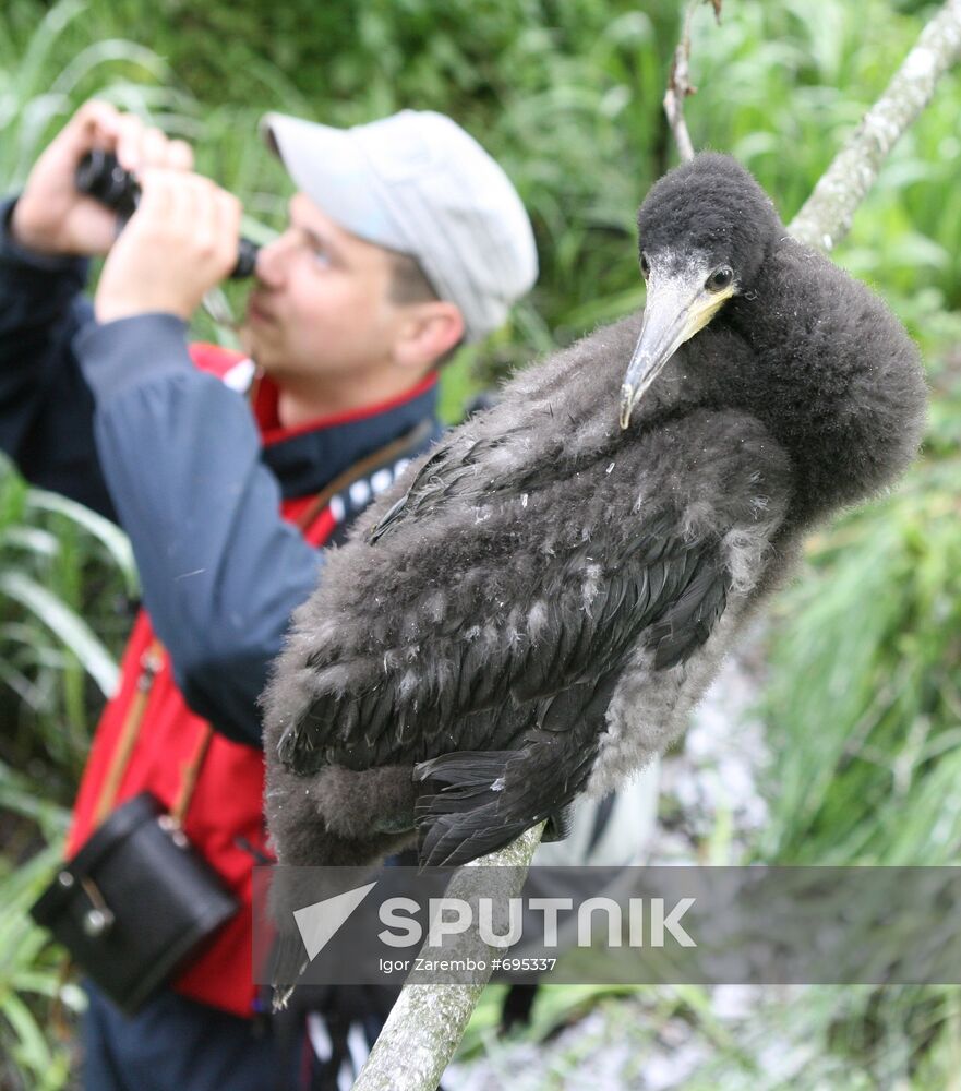 Ornithologists of Kant University keep records of cormorants