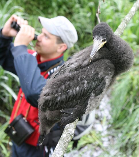 Ornithologists of Kant University keep records of cormorants