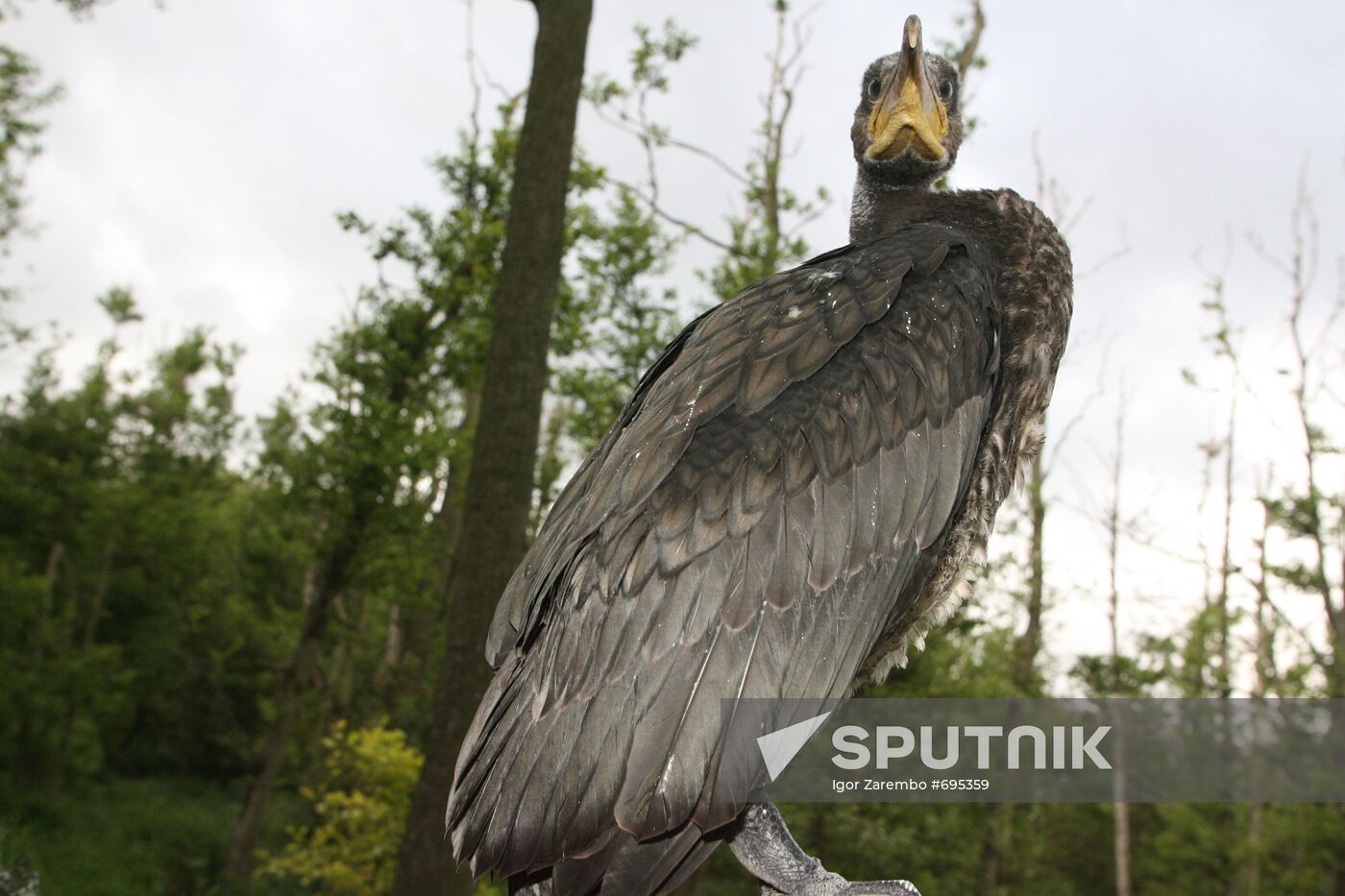 Cormorant on Red List of Endangered Species of Russia