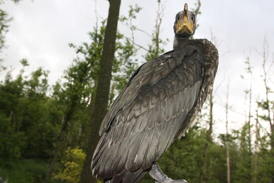 Cormorant on Red List of Endangered Species of Russia