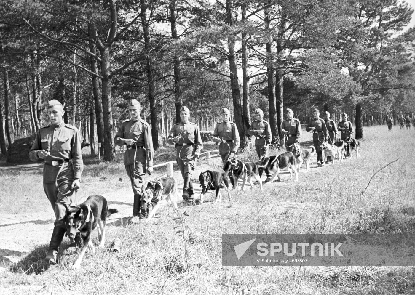 Patrol dogs in the army