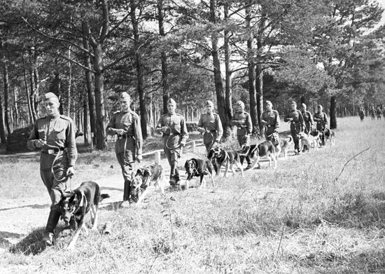 Patrol dogs in the army