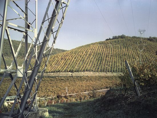 Vineyards at Abrau-Dyurso sparkling wine plant