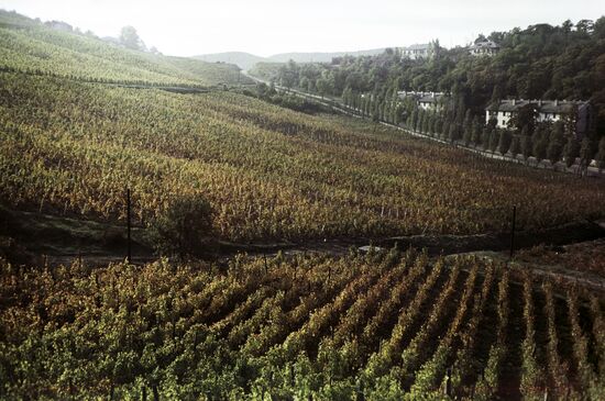 Vineyards at Abrau-Dyurso sparkling wine plant