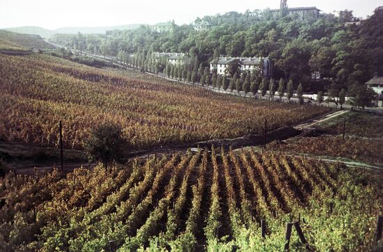 Vineyards at Abrau-Dyurso sparkling wine plant
