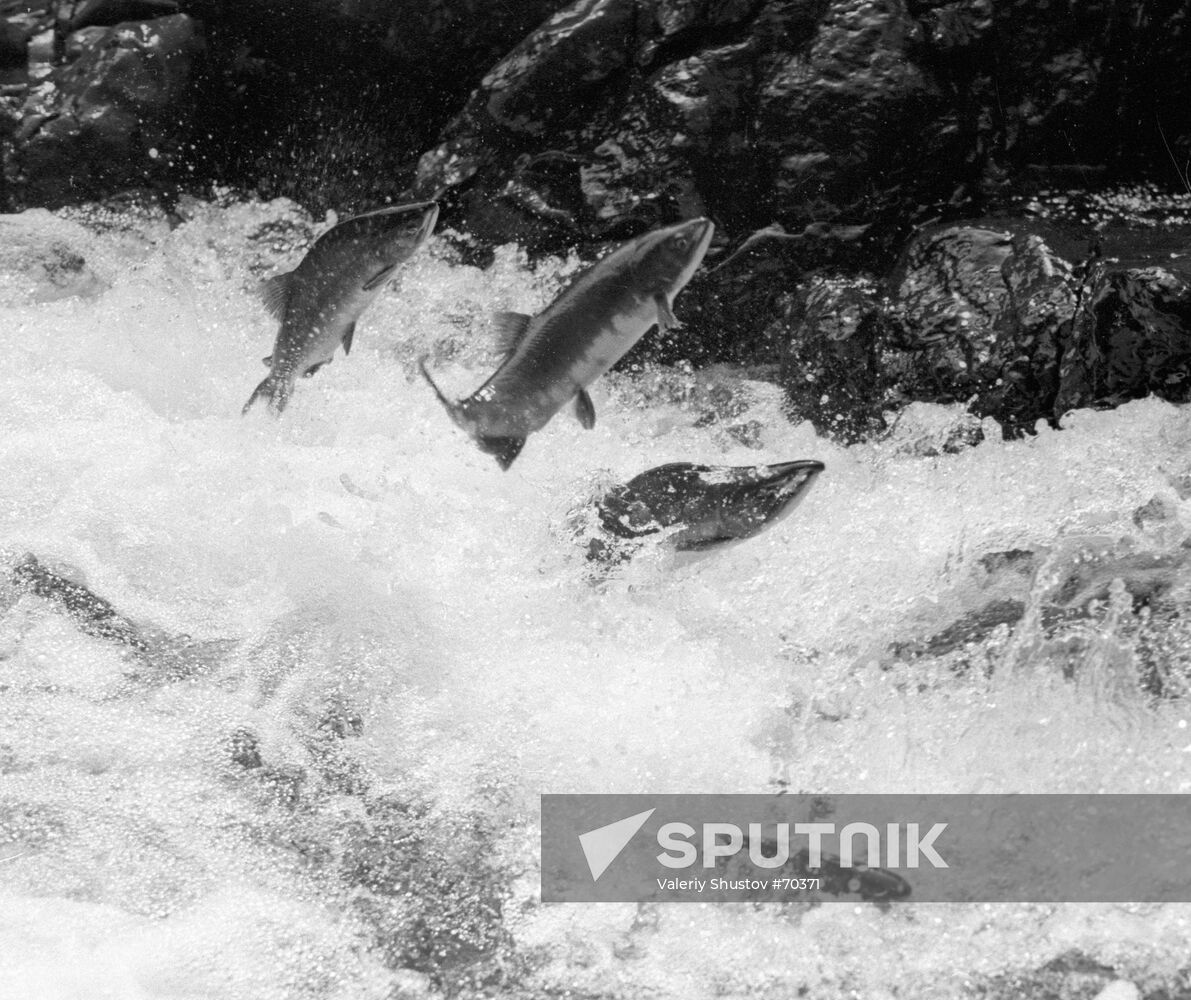 HUMPBACK SALMON FISH SPAWNING SEASON THE TYM RIVER