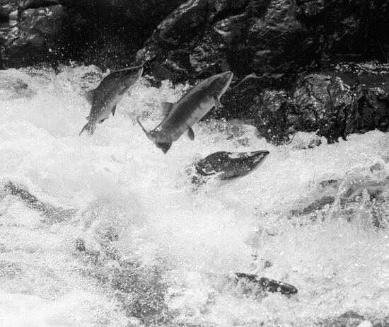 HUMPBACK SALMON FISH SPAWNING SEASON THE TYM RIVER