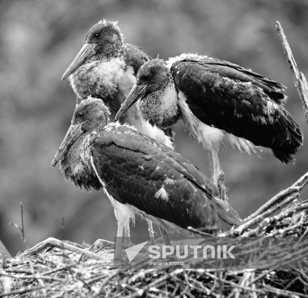 NESTLINGS BLACK STORK