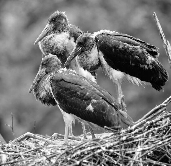 NESTLINGS BLACK STORK