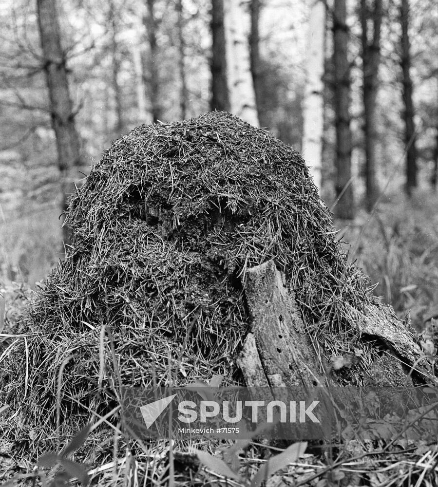 ANT HILL
