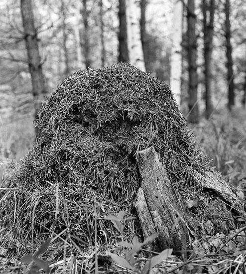 ANT HILL
