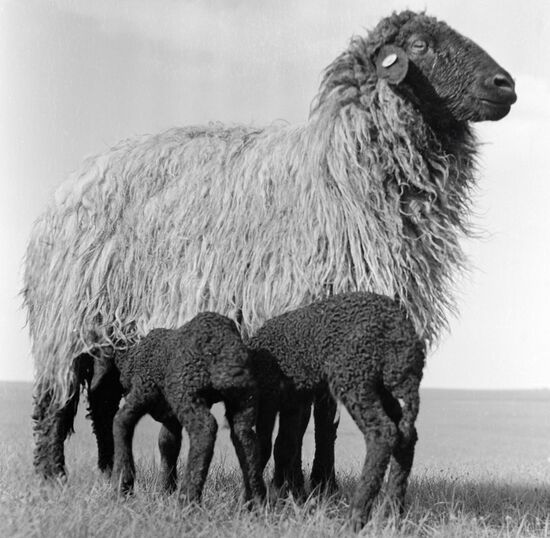 SHEEP LAMBS 