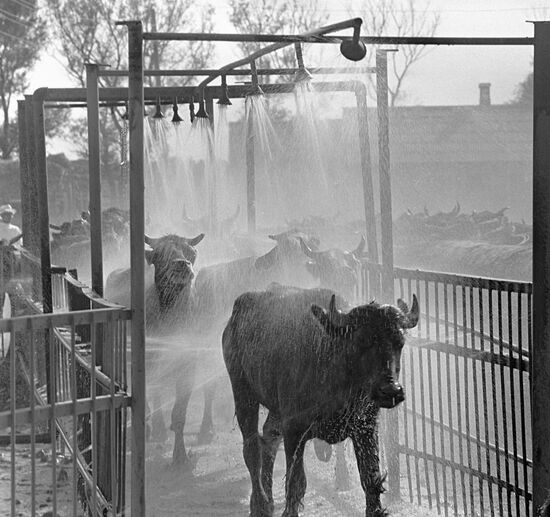 COWS SHOWER