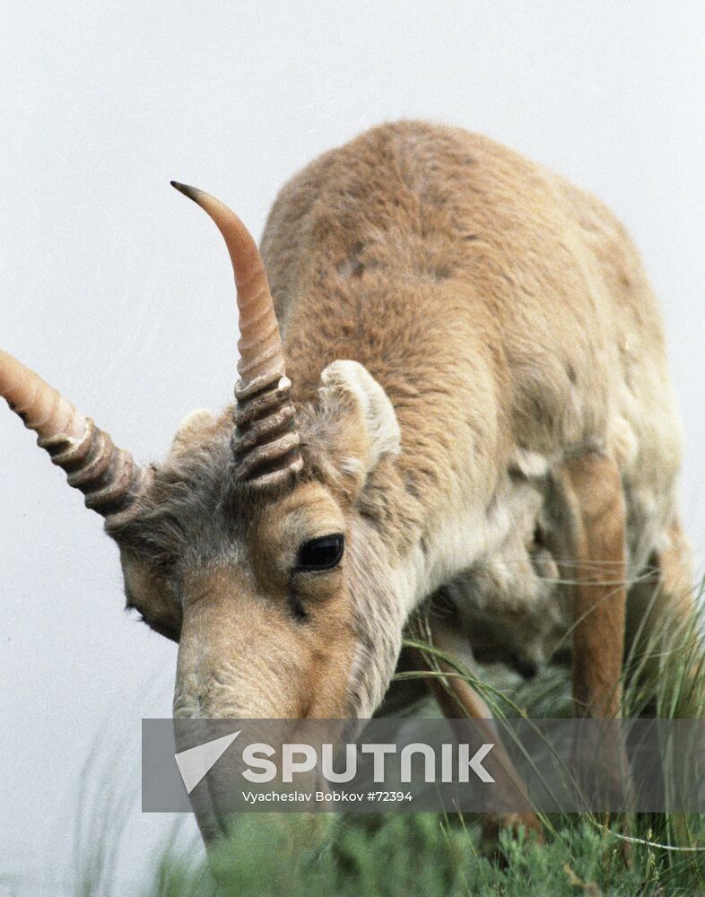 SAIGA 