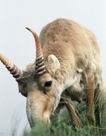 SAIGA 