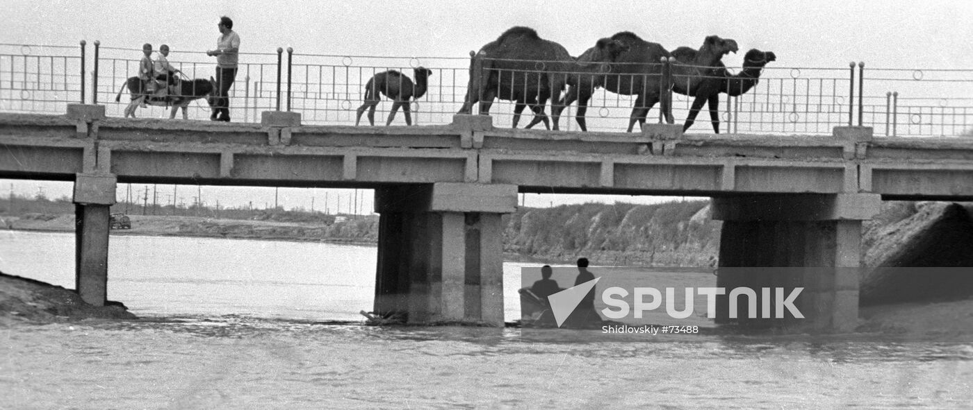 CAMELS KARAKUM CANAL