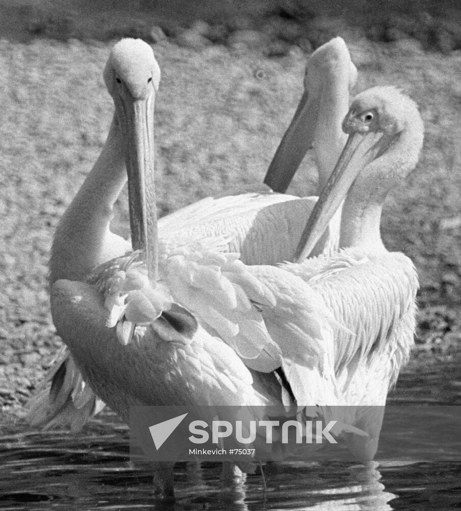 PELICANS