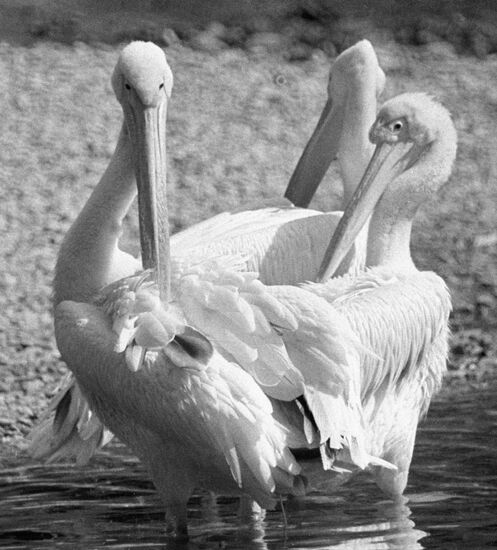 PELICANS
