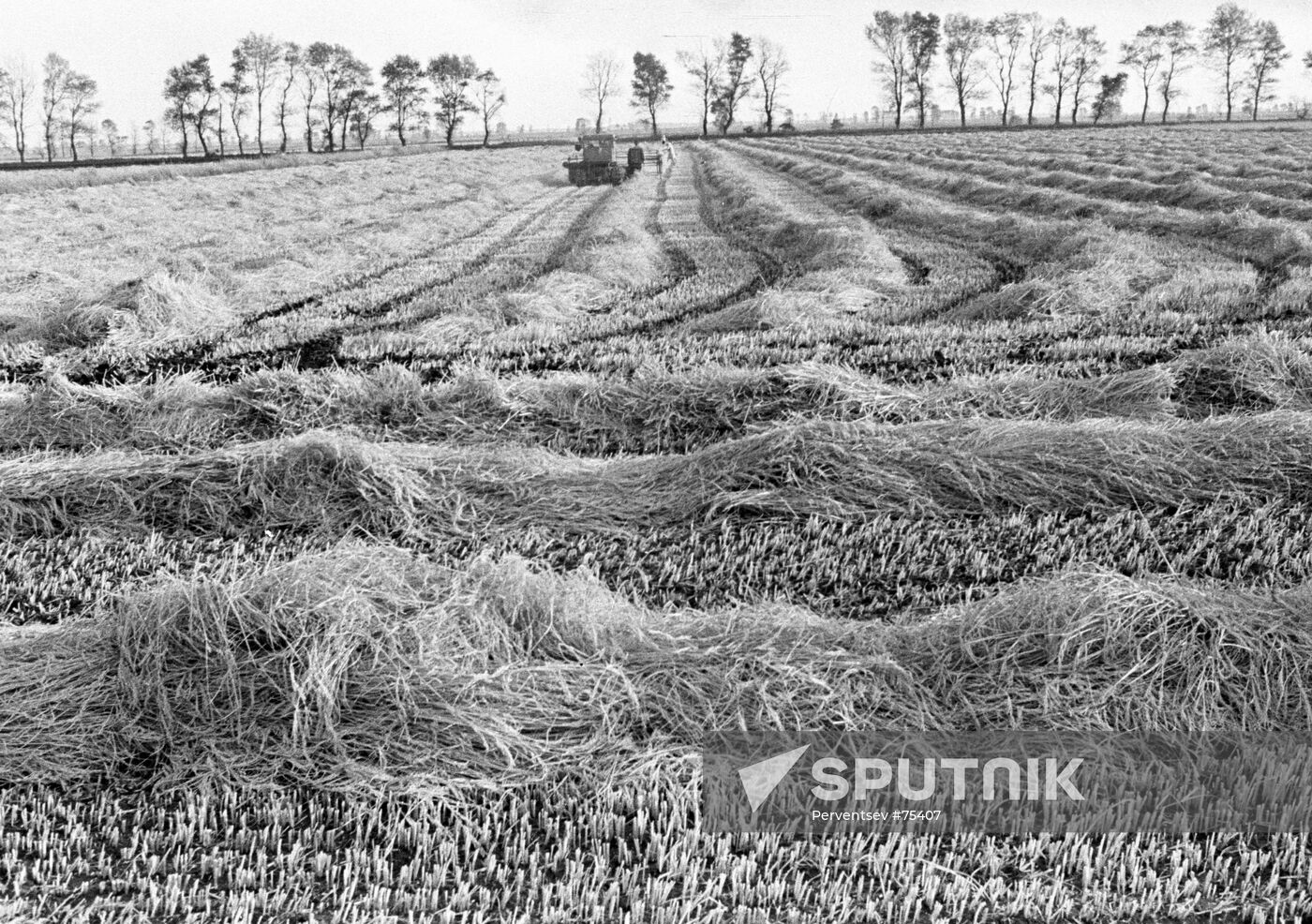 RICE FIELD