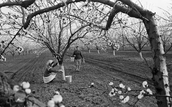 APPRICOTE ORCHARD WHITEWASHING