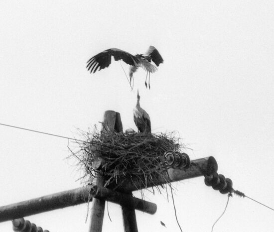 STORKS NEST 