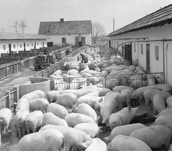 PIGS