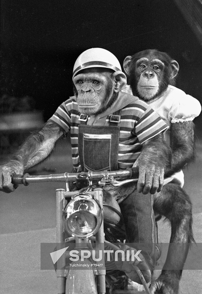 MONKEYS CIRCUS