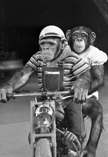 MONKEYS CIRCUS