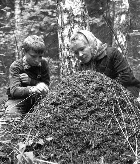 Biological forest protection activities
