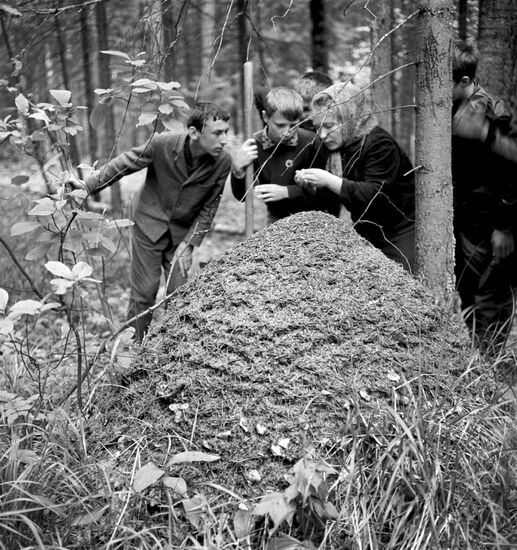 Biological forest protection activities