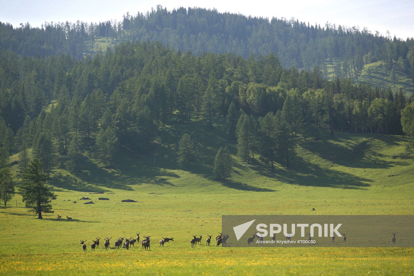 Elk Farm in Altai