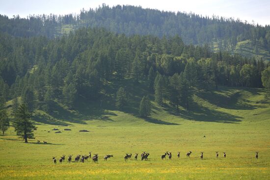 Elk Farm in Altai