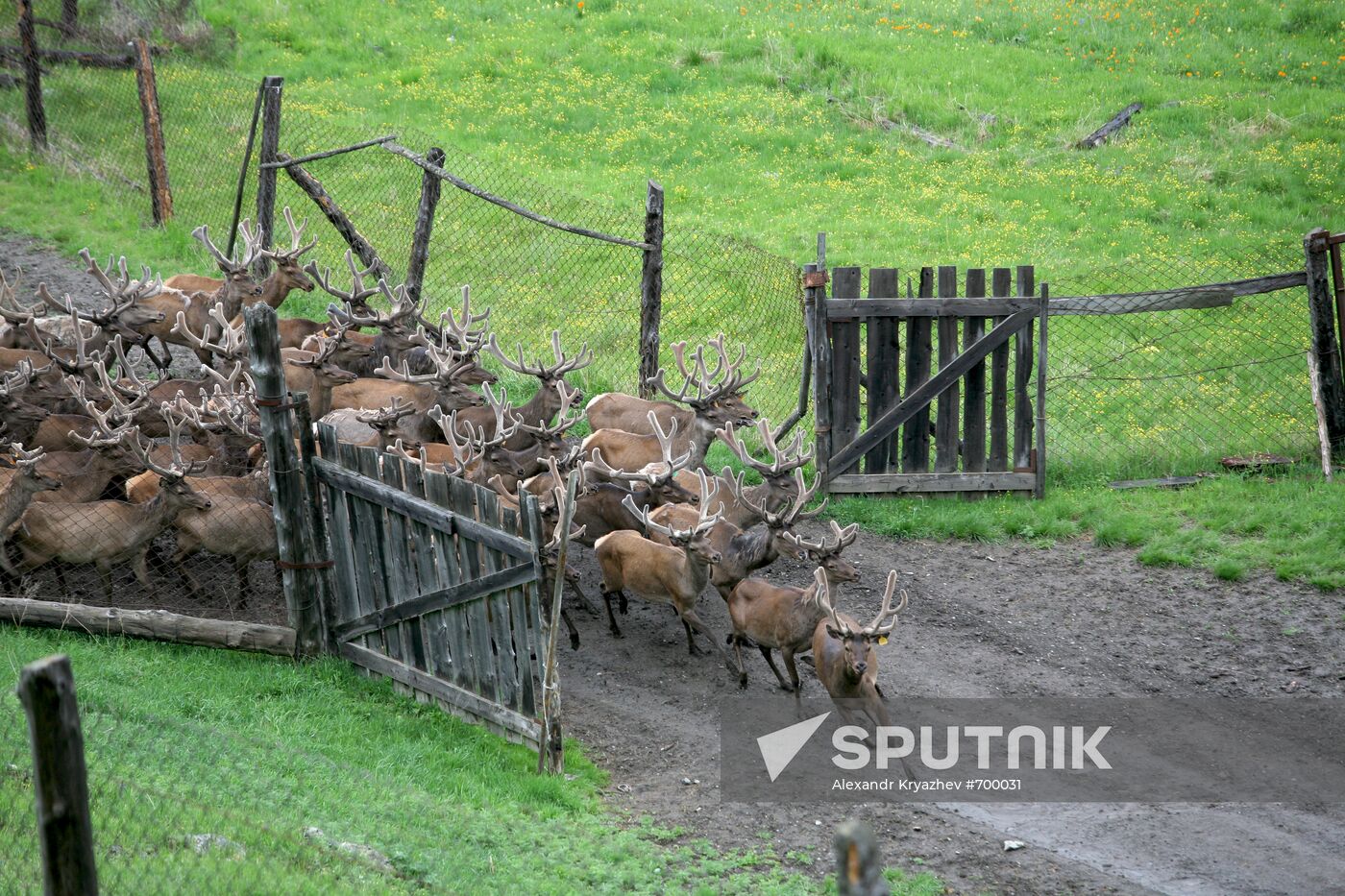 Elk Farm in Altai