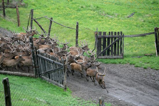 Elk Farm in Altai