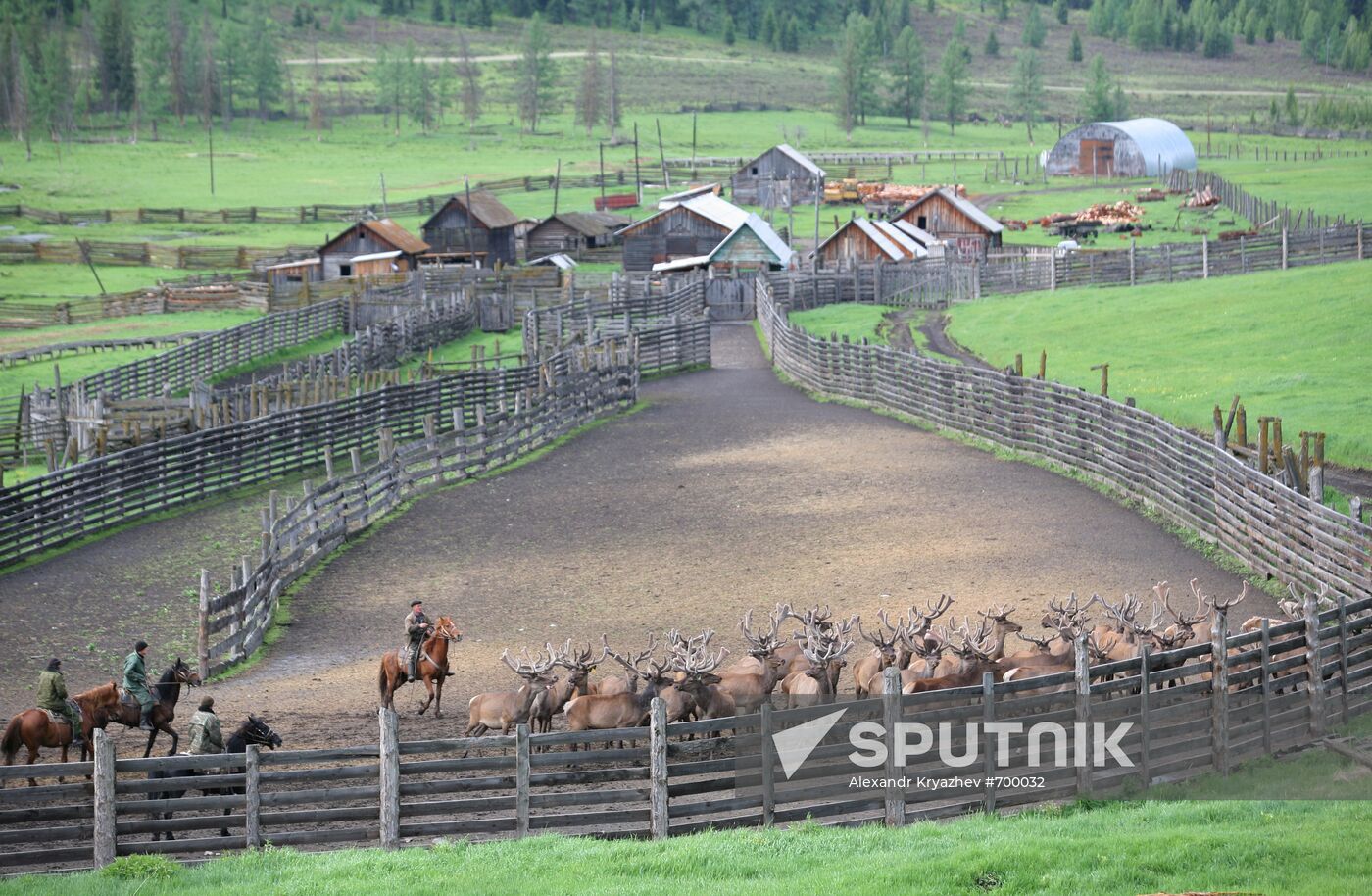 Elk Farm in Altai