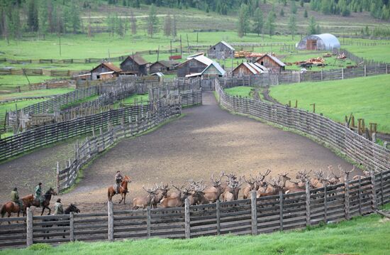 Elk Farm in Altai