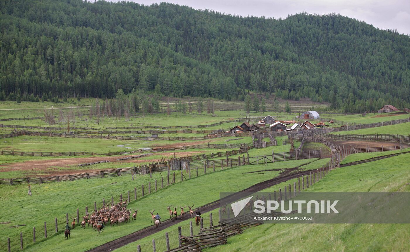 Elk Farm in Altai