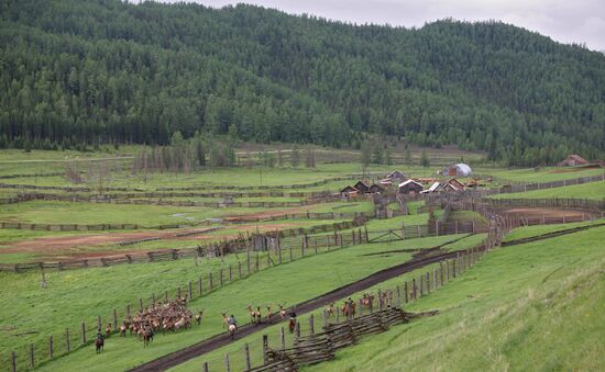 Elk Farm in Altai