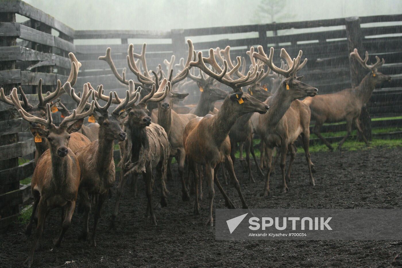 Elk Farm in Altai