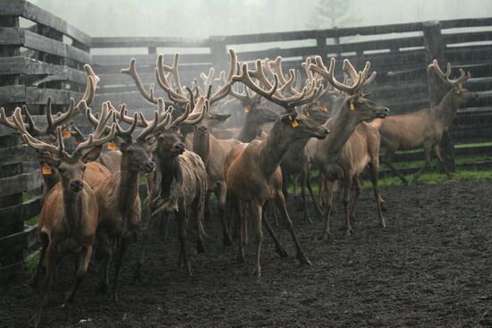 Elk Farm in Altai