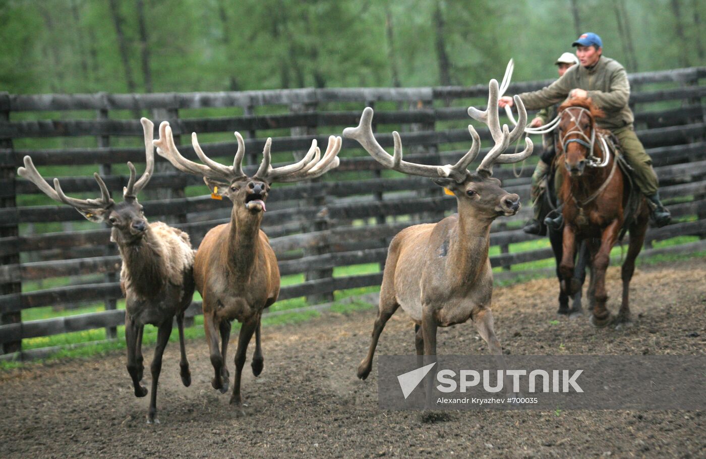 Elk Farm in Altai