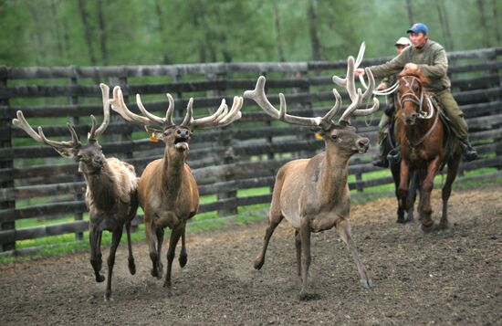 Elk Farm in Altai