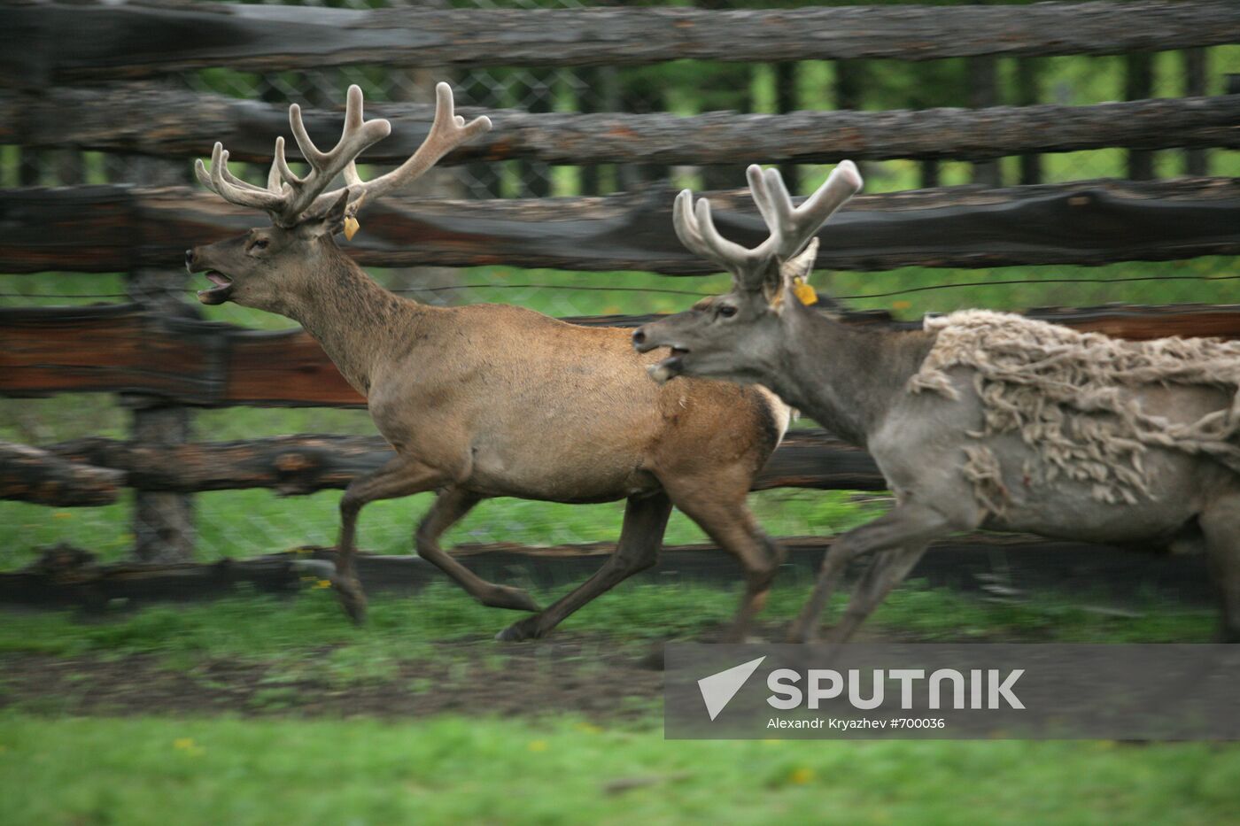 Elk Farm in Altai