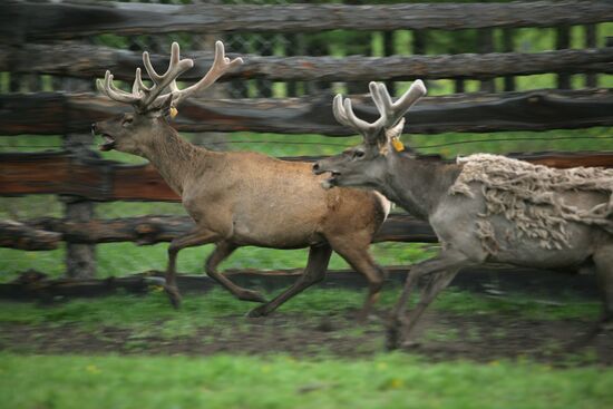 Elk Farm in Altai