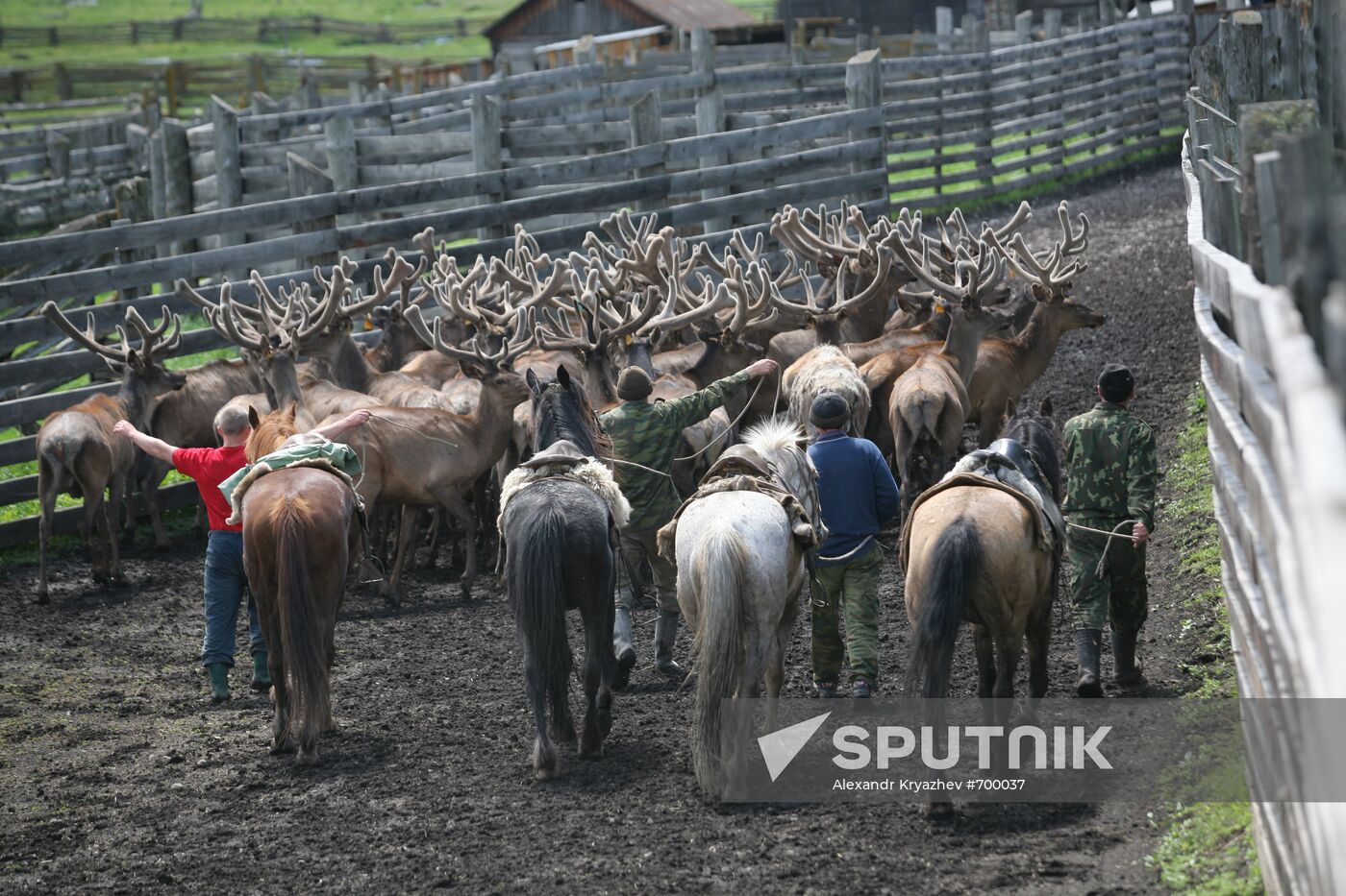 Elk Farm in Altai